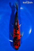 10" GOSHIKI