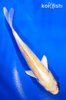 4.5" YAMABUKI OGON