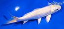 5.5" HARIWAKE