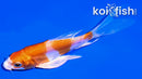 4.5" KIKUSUI BUTTERFLY