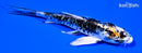 4.75" BENI KIKOKURYU BUTTERFLY