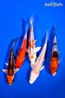 PACK OF (5) 4-5" STANDARD KOI