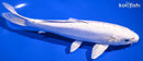 7.5" DOITSU PLATINUM OGON