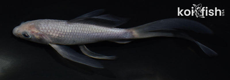 5.5" SORAGOI BUTTERFLY