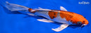 8.75" KUJAKU BUTTERFLY