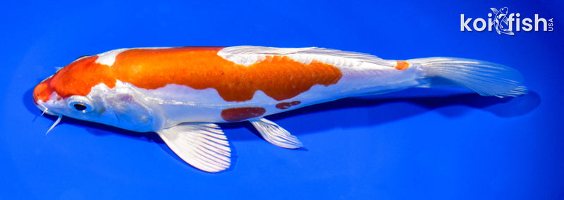 8" KIKUSUI