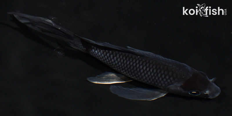 5.5" OCHIBA SHIGURE BUTTERFLY