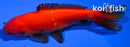 5.25" WAKIN GOLDFISH