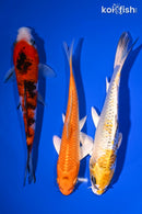 PACK OF (3) 6-7" STANDARD KOI