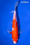 8.5" KOHAKU