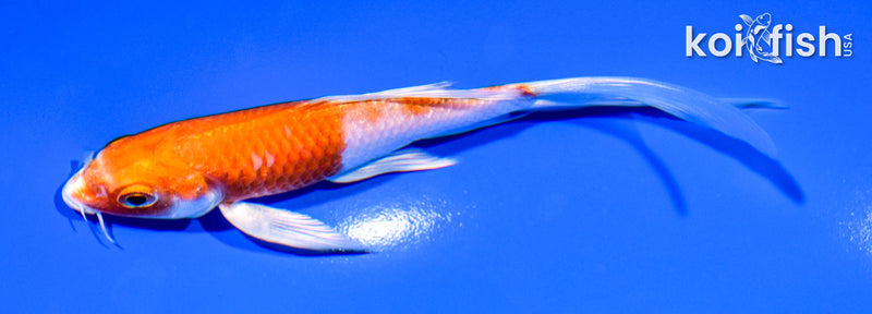 5.25" HARIWAKE BUTTERFLY