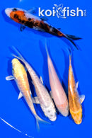 PACK OF (5) 4" STANDARD KOI
