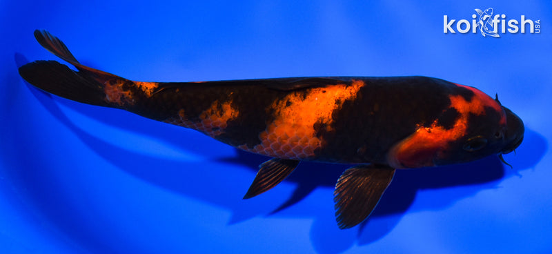 8.5" HI UTSURI