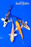 PACK OF (4) 3.75" MIXED STANDARD KOI