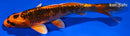 6.25" KIN ORENJI MATSUBA