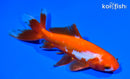 5.5" WAKIN GOLDFISH