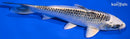 6.5" GIN MATSUBA