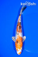 7.5" GINRIN YAMATO NISHIKI