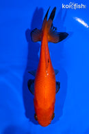 4.75" WAKIN GOLDFISH