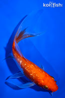 5.5" GINRIN KOHAKU BUTTERFLY