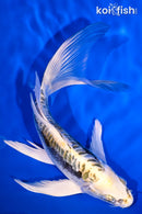 7" KIN KIKOKURYU BUTTERFLY