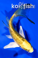 5.5" GINRIN KI MATSUBA BUTTERFLY