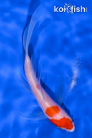5.25" KOHAKU BUTTERFLY