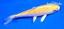 4" YAMABUKI OGON