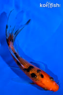 4.75" AKA SANKE BUTTERFLY