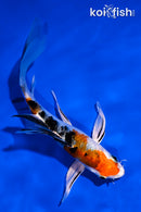 5.5" YAMATO NISHIKI BUTTERFLY