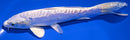 7.5" DOITSU PLATINUM OGON