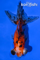 4.5" CALICO TELESCOPE FANTAIL GOLDFISH