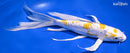 9.75" DOITSU LEMON HARIWAKE BUTTERFLY
