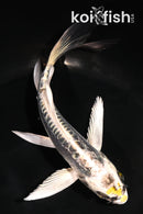5.5" KIN KIKOKURYU BUTTERFLY