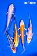 PACK OF (5) 4-5" DOITSU STANDARD KOI