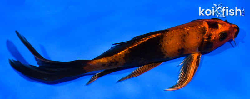 5.5" KIN HI UTSURI BUTTERFLY