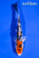 4" HEISEI NISHIKI