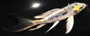 5.5" KIN KIKOKURYU BUTTERFLY