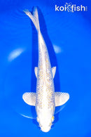 12.75" GINNRIN LEMON HARIWAKE