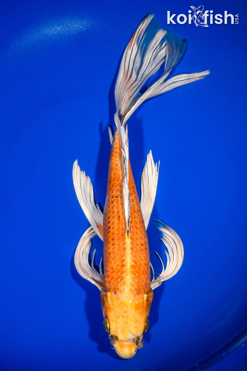 14" HARIWAKE BUTTERFLY