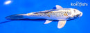 5.5" KUJAKU