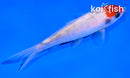 4.5" HOODED SANKE