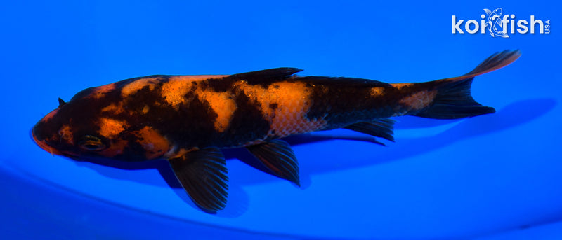 6.5" HI UTSURI