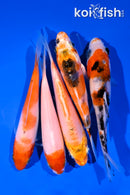 PACK OF (5) 4-5" STANDARD KOI
