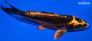 6.5" BENI KIKOKURYU