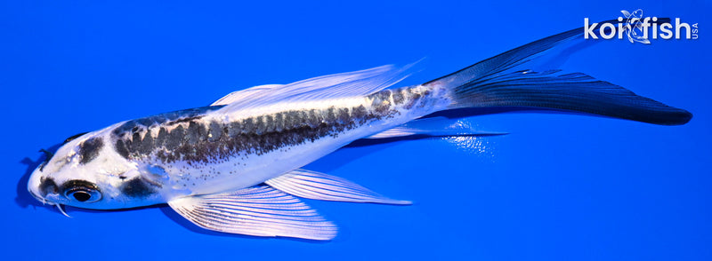 5.5" KIKOKURYU BUTTERFLY