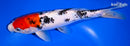 9.75" SANKE