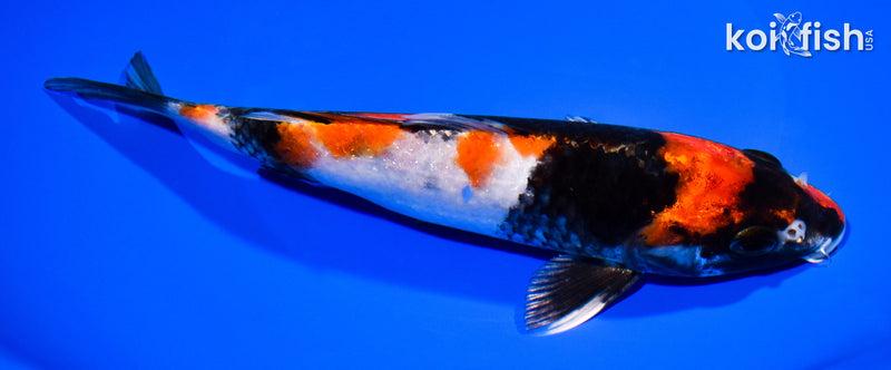 8" KIN SHOWA
