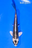 4.5" GINGA