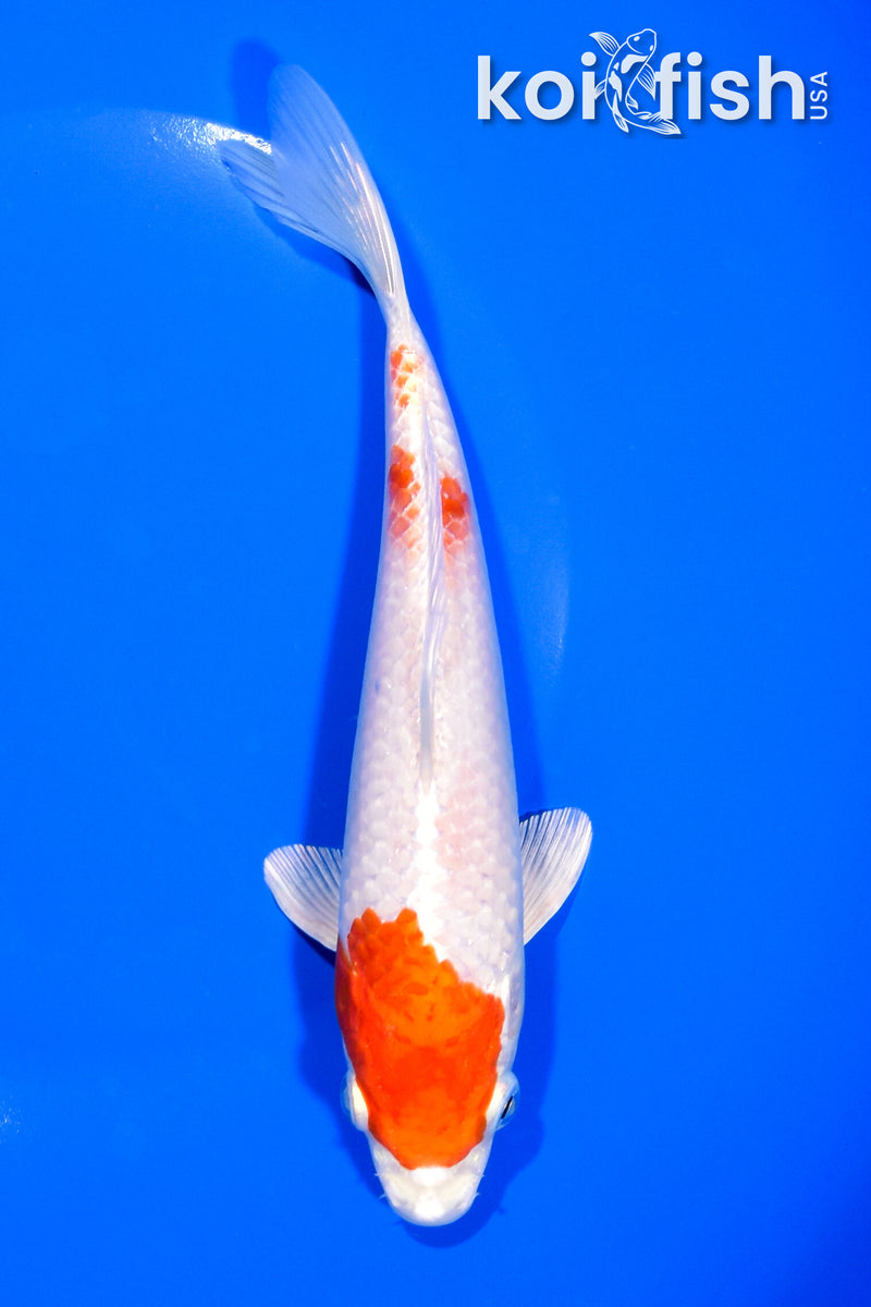 7" HARIWAKE